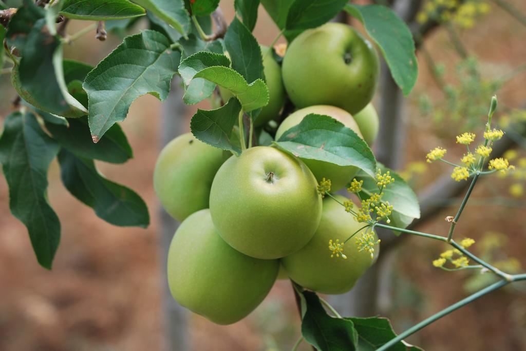 Garafía Casa Rural Las Llanadas מראה חיצוני תמונה