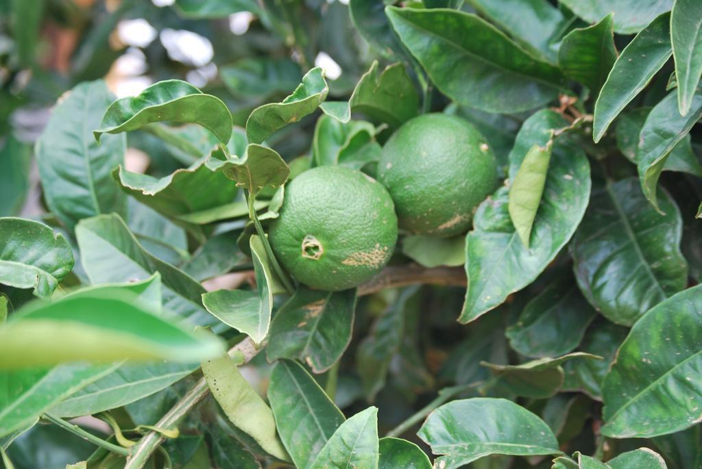 Garafía Casa Rural Las Llanadas מראה חיצוני תמונה